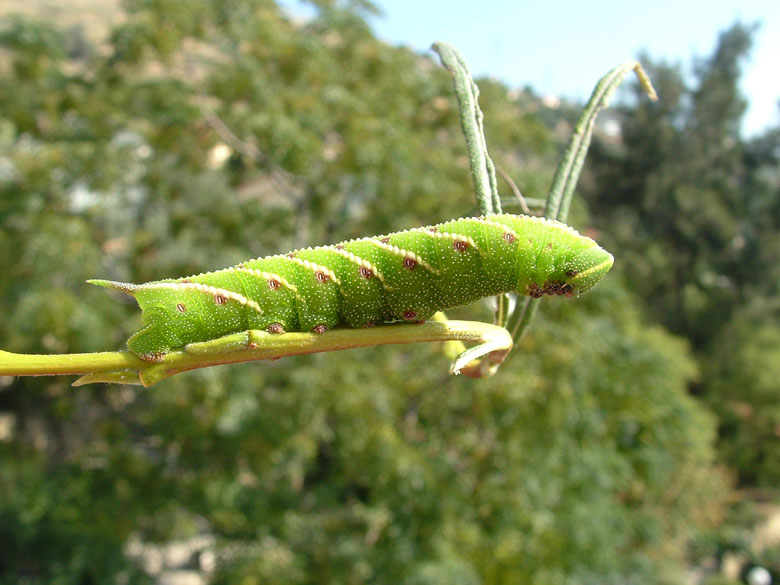 Smerinthus ocellatus